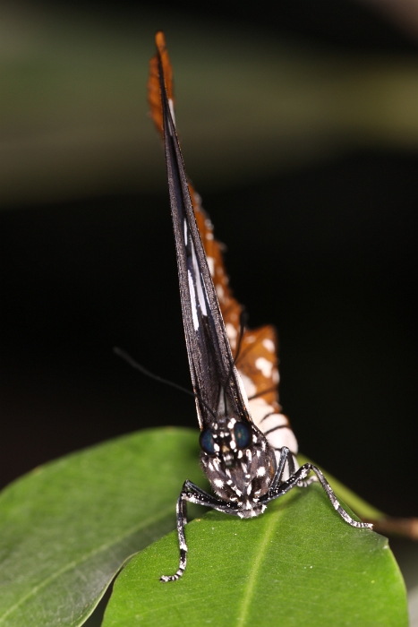 Sortie 1er aout - Papillorama - 100